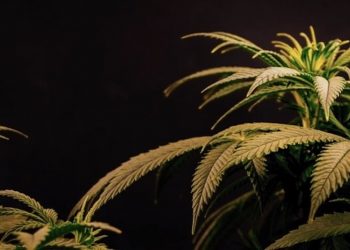 Zur Geschichte von Cannabis in der Jugendkultur