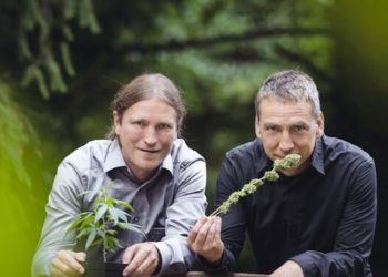 mdc steht für feines CBD