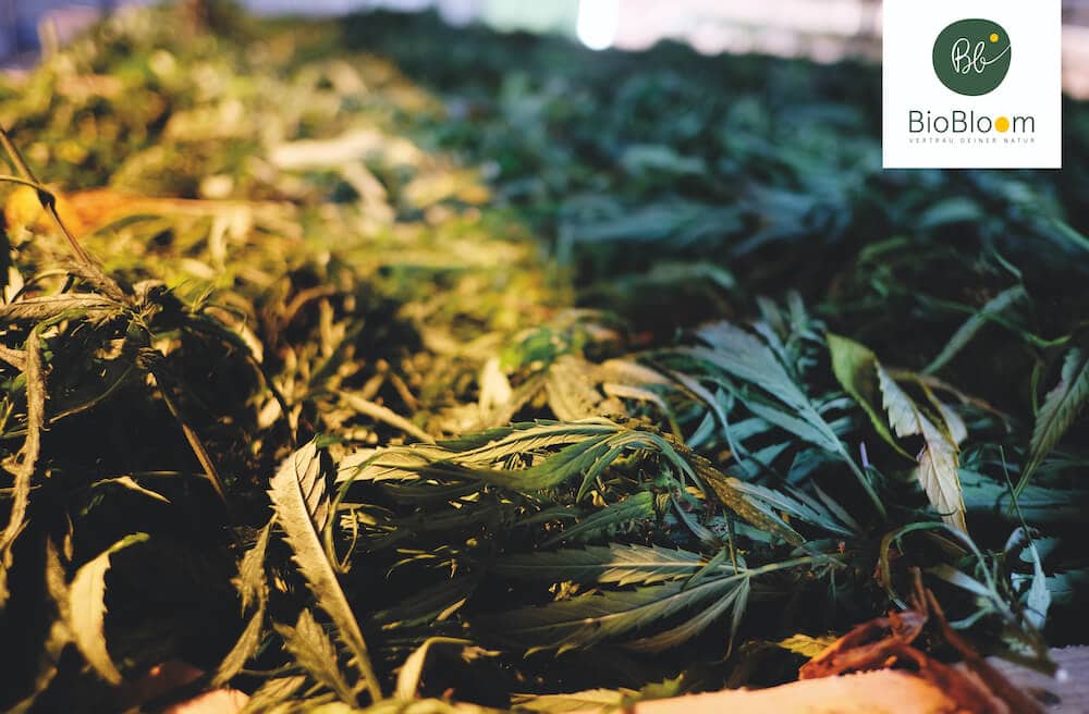 BioBloom-CBD-Produkte-