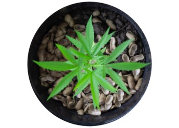 Bitburger-Holding-investiert-in-Cannabis-Startup