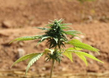 Boomender-Schwarzmarkt