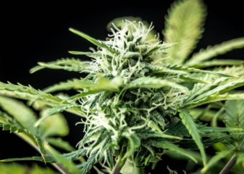 Das-Potenzial-von-Cannabidiol-bei-psychischen-Erkrankungen