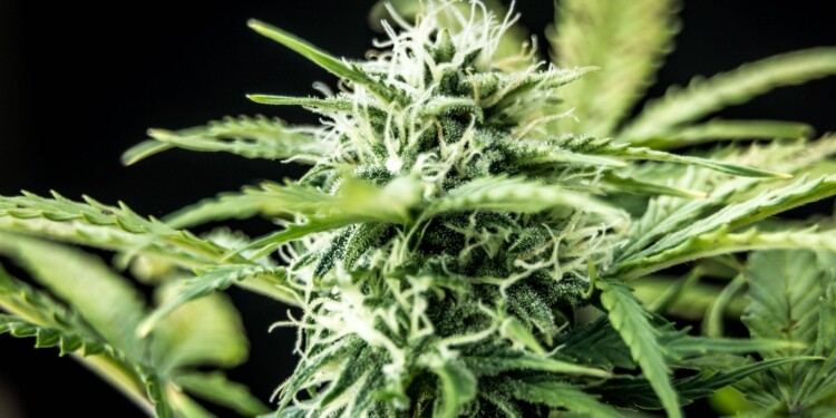 Das-Potenzial-von-Cannabidiol-bei-psychischen-Erkrankungen