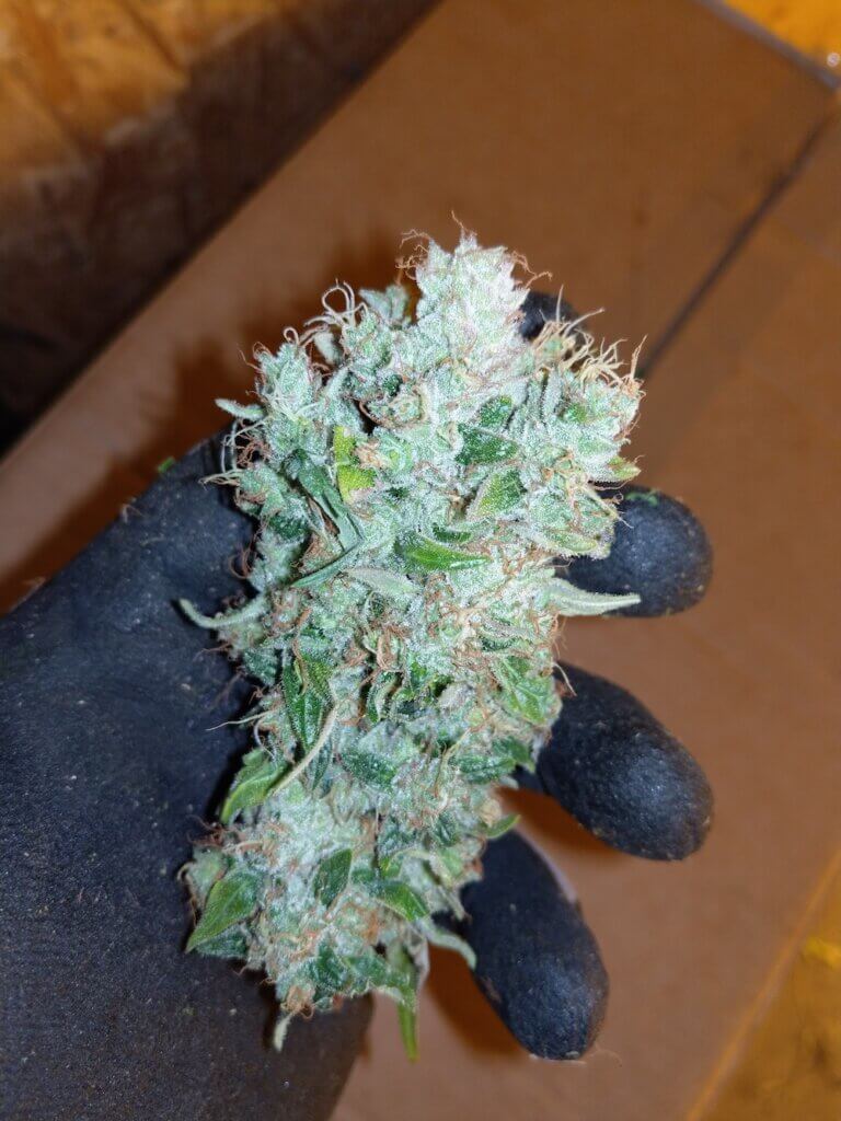 IMAG0284