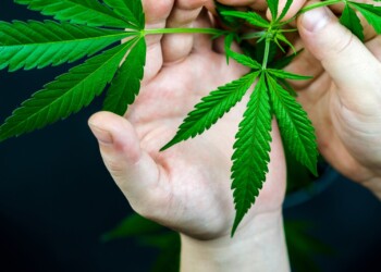 Rezeptvergabe-von-medizinischem-Cannabis-in-Deutschland-5