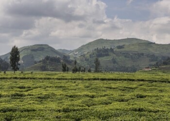 Ruanda-Grünes-Licht-für-Anbau-und-Export-von-medizinischem-Cannabis