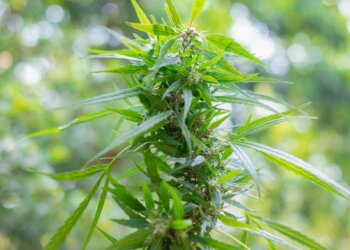 Vollen-Entourage-Effekt-nutzen-mit-Vollspektrum-CBD-Öl-2