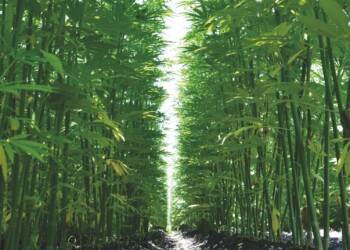 Was-macht-die-BioBloom-CBD-Produkte-so-besonders