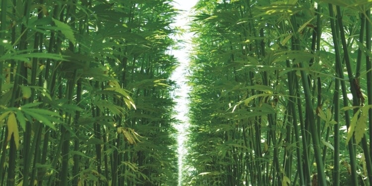 Was-macht-die-BioBloom-CBD-Produkte-so-besonders