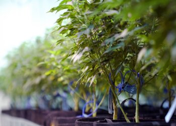 ATG-Pharma-expandiert-in-den-europäischen-Markt