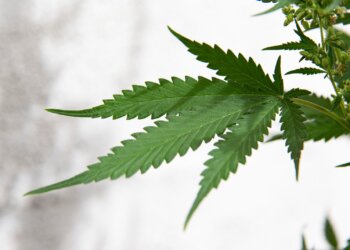 BvCW-schlägt-Rahmen-für-einen-geregelten-CBD-Markt-vor