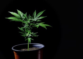 Der-globale-CBD-Markt