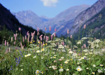 Hanf-soziales-Engagement-und-Nachhaltigkeit