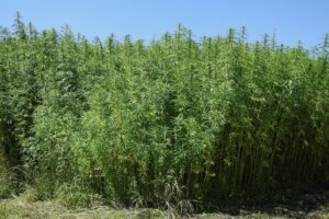 Rechtssicherheit im Cannabis Anbau für die Schweizer Landwirtschaft