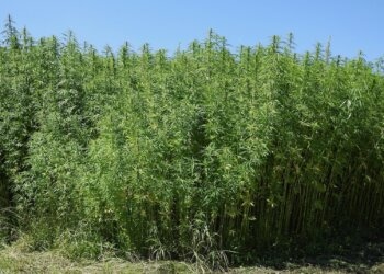 Rechtssicherheit-im-Cannabis-Anbau-1