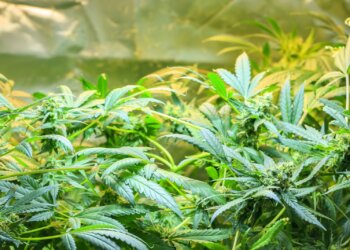 Regierung-unterstützt-Cannabisforschung-mit-Millionensumme