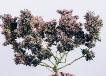 THC-Gehalt-in-Cannabis-weltweit-angestiegen