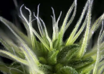 Unbekannte-aber-wichtige-Cannabinoide-im-Überblick