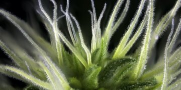 Unbekannte-aber-wichtige-Cannabinoide-im-Überblick