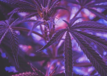 Legalisierung-von-Cannabis-in-den-Niederlanden