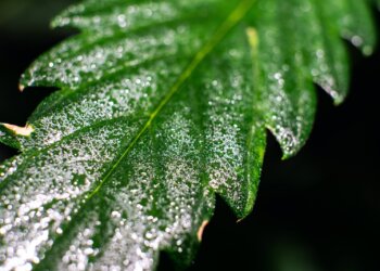 Regierung-stimmt-Neueinstufung-von-CBD-zu