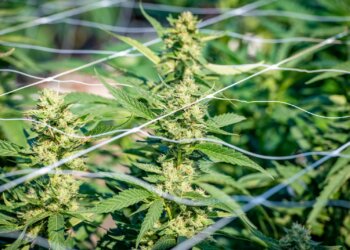 Repräsentantenhaus-stimmt-für-Legalisierung