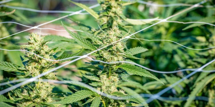 Repräsentantenhaus-stimmt-für-Legalisierung