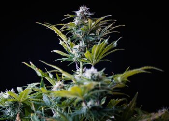 Thailand-erlaubt-Cannabis-und-Hanf-in-Kosmetika-und-Lebensmitteln