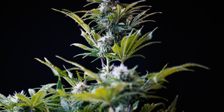 Thailand-erlaubt-Cannabis-und-Hanf-in-Kosmetika-und-Lebensmitteln