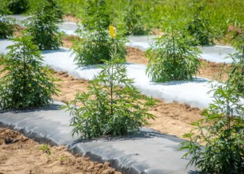 Zentrum-für-industrielle-Hanfinnovatio