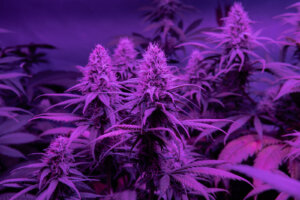 Cannabis Yetiştirmede Doygunluk Açığı Dikkate Alınması
