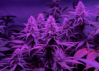 Cannabis-Anbau-unter-Berücksichtigung-des-Sättigungsdefizits-1