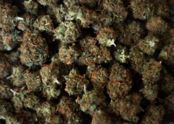 Cannamedical-importiert-medizinisches-Cannabis-aus-Australien