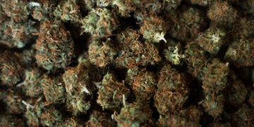 Cannamedical-importiert-medizinisches-Cannabis-aus-Australien