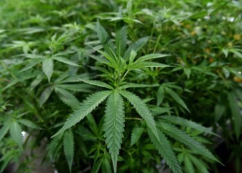 Canopy-Growth-erhebt-Vorwürfe-wegen-Patentverletzung