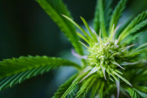 Sarkoidozun Cannabis ile Tedavisi