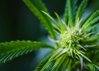 Die-Sarkoidose-mit-Cannabis-therapieren
