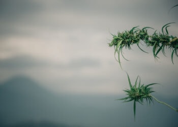 Hanfwirtschaft-für-eine-ökologische-Zukunft