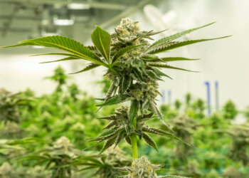 Medizinisches-Cannabis-in-Deutschland-erste-Auslieferung-geplant