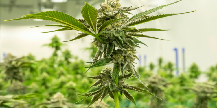 Medizinisches-Cannabis-in-Deutschland-erste-Auslieferung-geplant