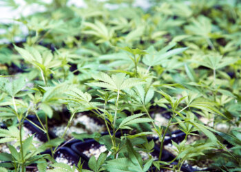 Mit-Chemikalien-Pollen-erzeugen-–-nur-weiblichen-Gene