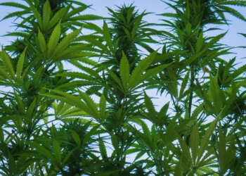 Regierung-erteilt-Cannabis-Anbaulizenz