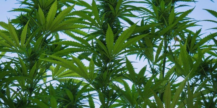 Regierung-erteilt-Cannabis-Anbaulizenz