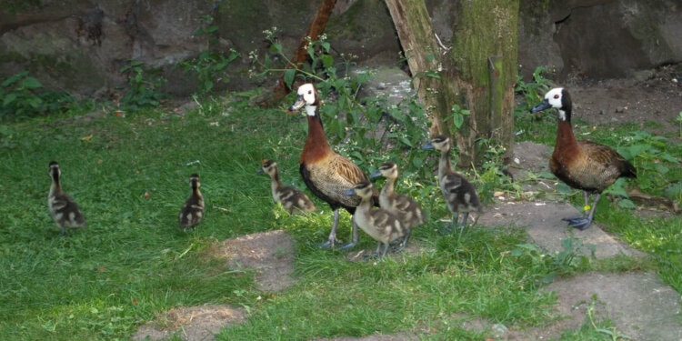 Wenn-ihr-diese-Enten-nicht-fuettert-werden-sie-sterben-b-1