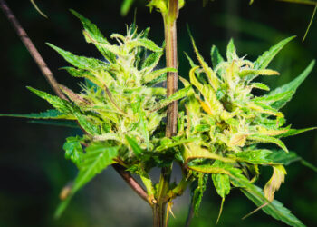 Cannabinol-–-THC-mal-anders...