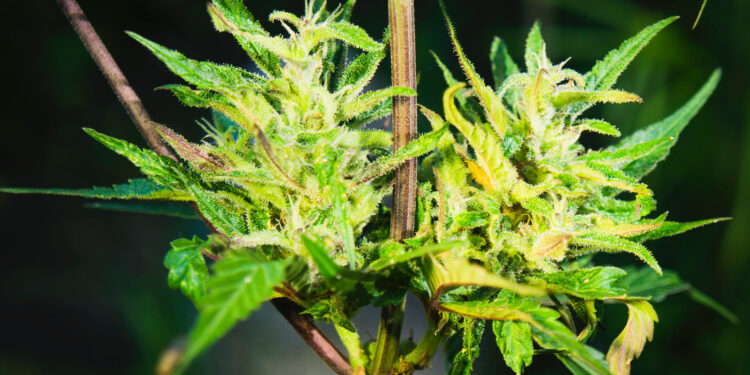 Cannabinol-–-THC-mal-anders...