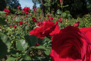 Patientengeschichten - Ein Rosengarten ist nicht genug