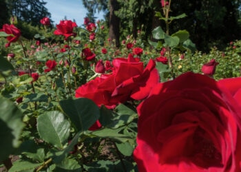 Ein-Rosengarten-ist-nicht-genug.