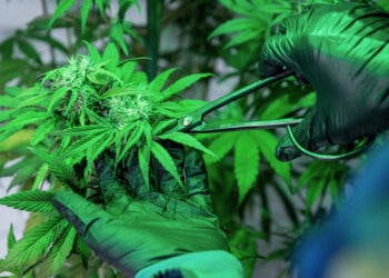 Jazz-Pharma-übernimmt-GW-Pharmaceuticals-für-über-7-Milliarden-US-Dollar