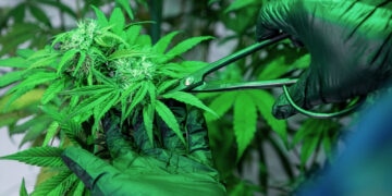 Jazz-Pharma-übernimmt-GW-Pharmaceuticals-für-über-7-Milliarden-US-Dollar
